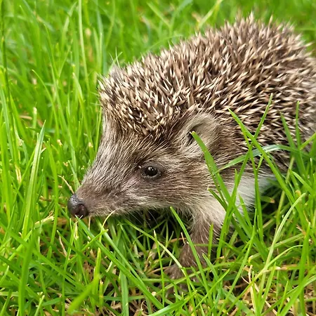 Villa Forest Camp Dom W Gorach Sowich Michalkowa