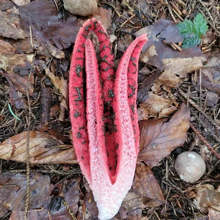 Forest Camp Dom W Gorach Sowich Villa Michalkowa