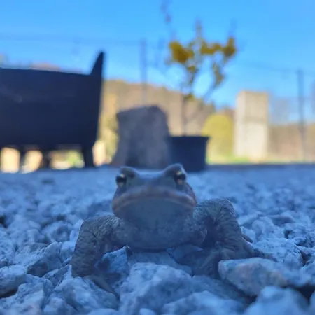 Forest Camp Dom W Gorach Sowich Villa *