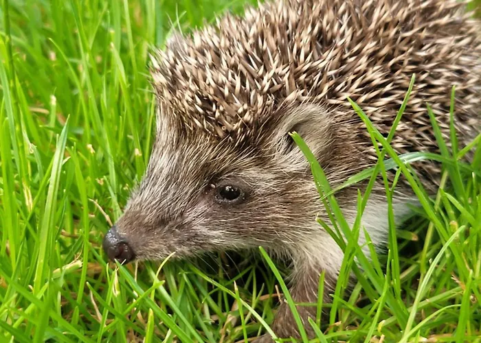 Vila Forest Camp Dom W Gorach Sowich Michalkowa