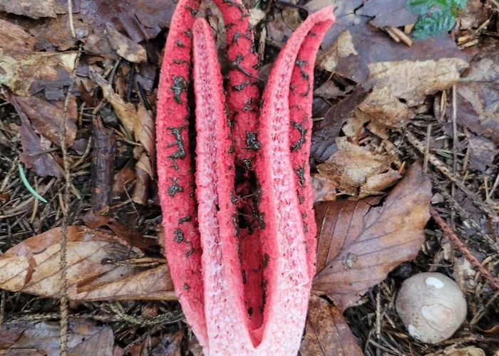 Forest Camp Dom W Gorach Sowich Vila Michalkowa