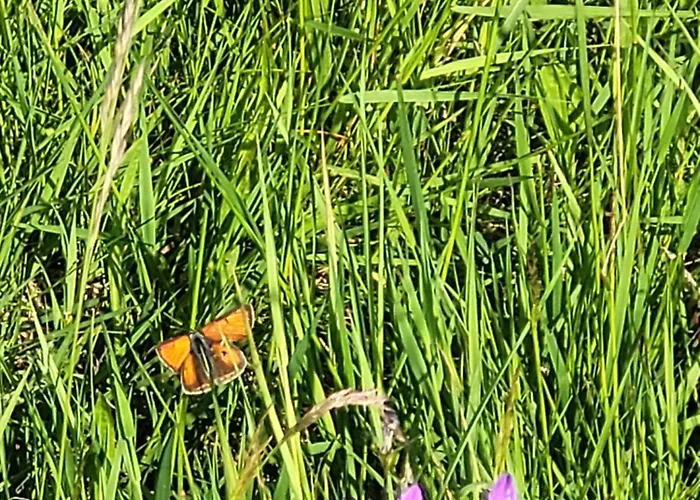 Vila Forest Camp Dom W Gorach Sowich Michalkowa