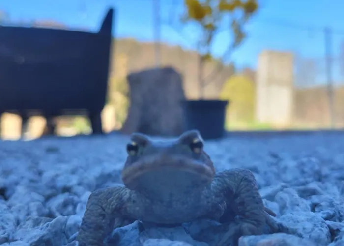 Forest Camp Dom W Gorach Sowich Vila *